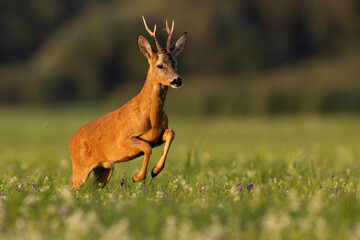 Roe deer, capreolus capreolus, jumping on flowered field in golden hour. Antlered mammal in dynamic...