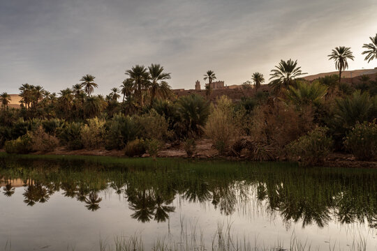 Beautiful view of Ksar of Taghit with beautiful oasis and palms