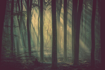 Mystical wood in the foggy morning