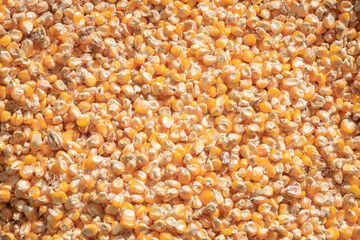 Corn kernels that are rounded to dry for planting.