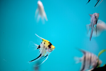 Close-up of colorful fish is swimming in aquarium fish tank