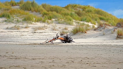 Strandgut