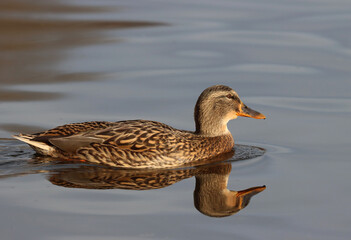Mallard