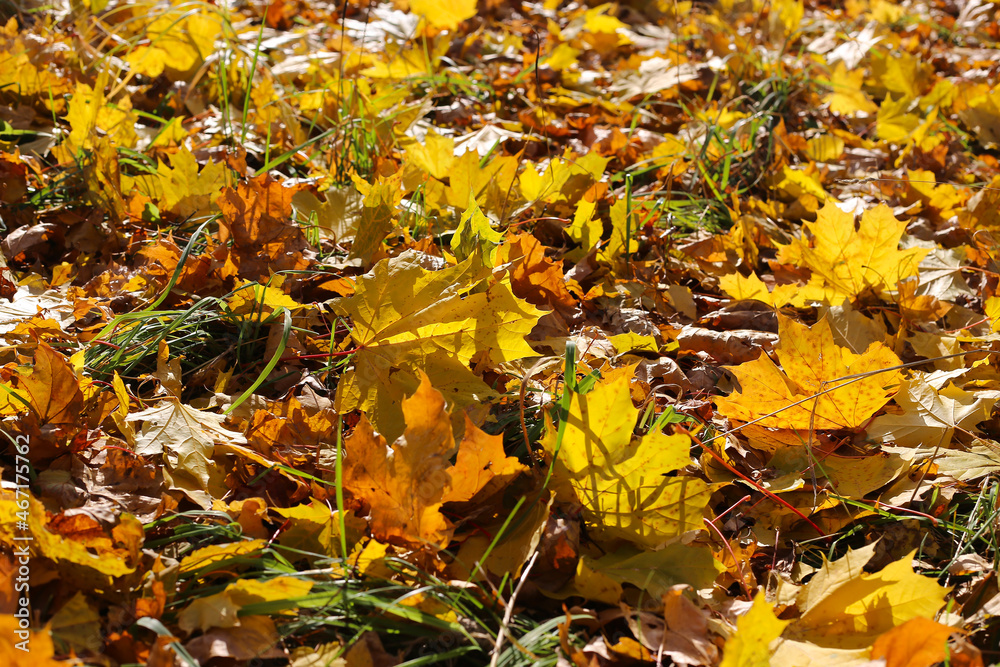 Wall mural close-up of fallen leaf of maple tree glowing in sunlight