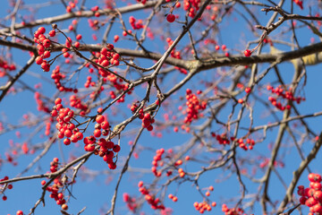 Beautiful clusters of late autumn red rowan berries on a blurry background of branches and a bright blue sky, harmonious in color.