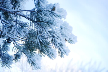 Pine branches in the snow against  sky. New Year's and Christmas holidays. Snowy and cold winter.	
