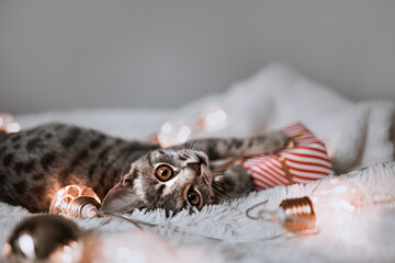 Adorable cat lying on cozy bed with christmas golden lights bokeh and gift boxes. Cute kitten...