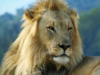 Obraz premium Wild lion on guard in South Africa