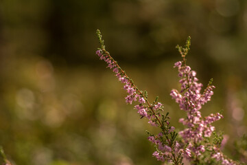 kwitnące kwiaty wrzosu w lesie © Zbigniew