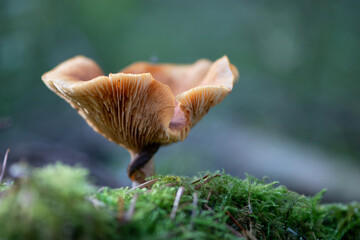 Close up one brown mushroom on the forest floor on moss. Macro rural forest details autumn. Natural wild fungi. 