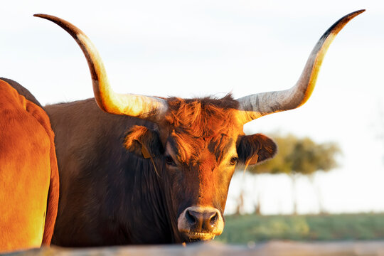 ox bull  of cachena breed of galician with large horned