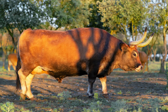 ox bull  of cachena breed of galician with large horned