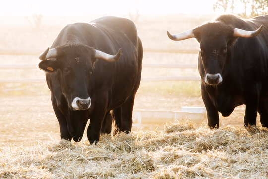 ox bull of sayaguesa breed of Zamora region , Spain