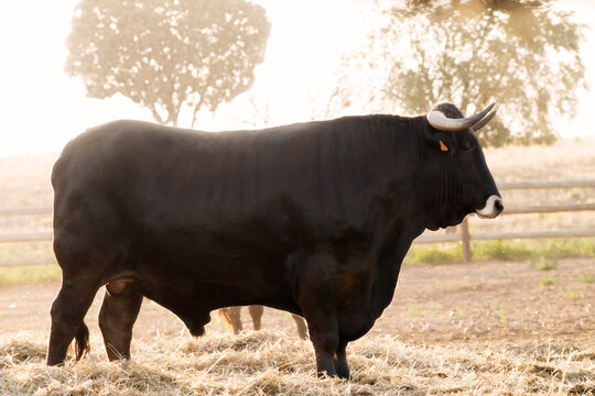 ox bull of sayaguesa breed of Zamora region , Spain
