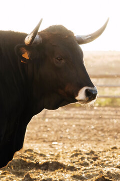 ox bull of sayaguesa breed of Zamora region , Spain