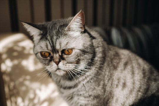 Fluffy Grey House Cat Sitting On The Couch