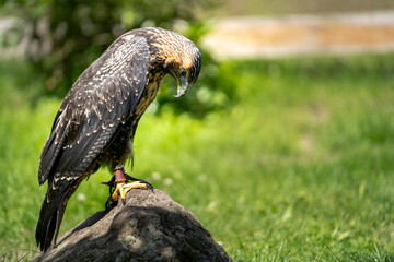 Brown falcon stands tethered on a rock in the wildlife park