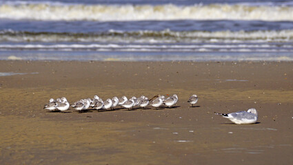 schlafende Strandläufer