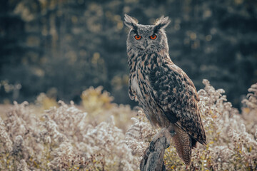 Birds of prey in the forest
