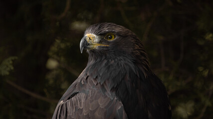 Birds of prey in the forest