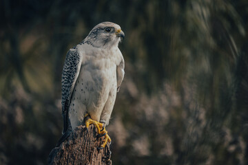 Birds of prey in the forest