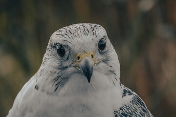Birds of prey in the forest