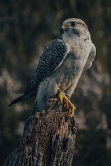 Birds of prey in the forest