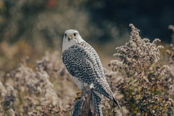 Birds of prey in the forest