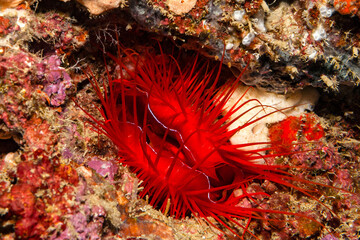 Der flouriszierende Mund der Feilenmuschel