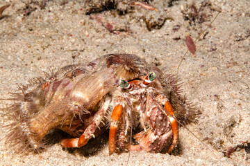 Gute Tarnung ist überlebenswichtig im Riff