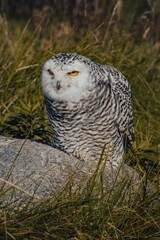 Birds of prey in the forest