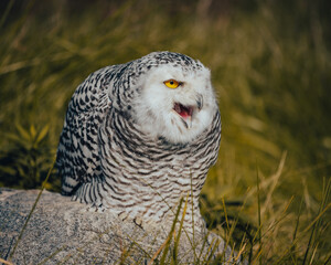 Birds of prey in the forest