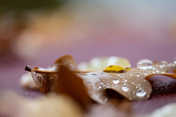 Herbst, Blätter mit Regentropfen, verregneter Novembertag, close up