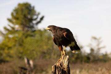 Birds of prey in the forest