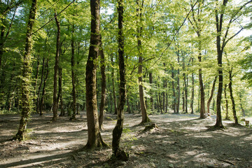 Soderasen national park in Azerbaijan Ismayilli .beautiful green forest in spring . Green thin trees in forest. One old moss covered beech tree among several younger ones in a beech forest.