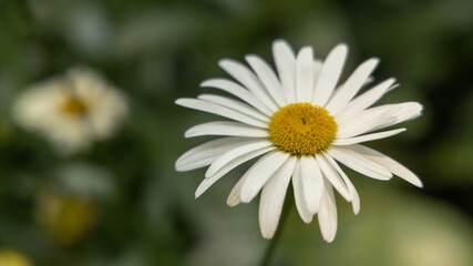 Obraz premium Flowers from the backyard garden