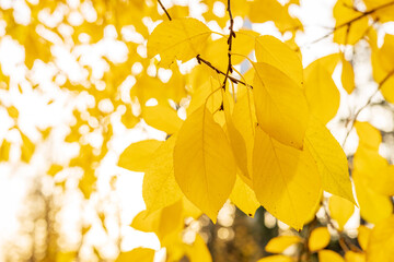 View at autumn leafs with a sun behind a tree.