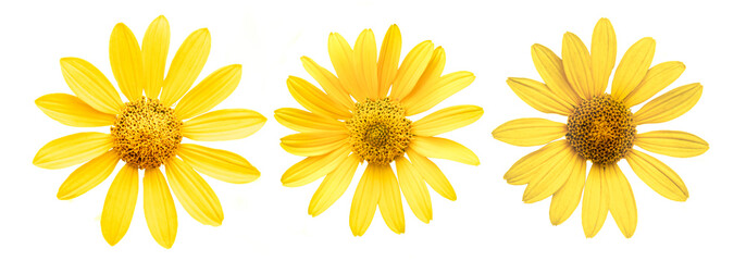 Yellow flowers set of three isolated on white background.
