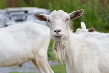 Rural scene with goats