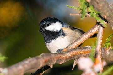 Coal Tit perched on a tree branch