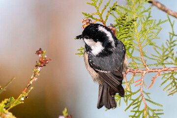 Coal Tit perched on a tree branch