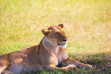 Fototapeta na wymiar Lioness lying in the shade on the savannah