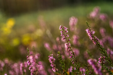 kwitnące kwiaty wrzosu w lesie © Zbigniew