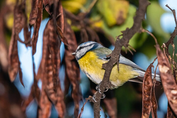 blue tit perched on a tree branch