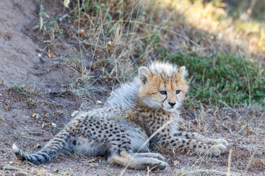 Young Cheetah cub lying down at the ground