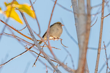 Common Chaffinch female perched on tree branch