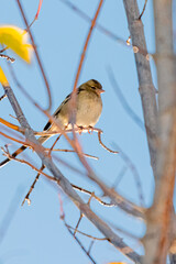 Common Chaffinch female perched on tree branch