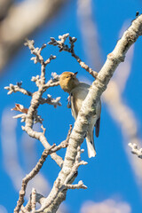 Common Chaffinch female perched on tree branch