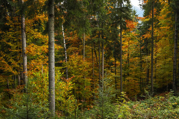 Beautiful view of trees with color leaves in autumn