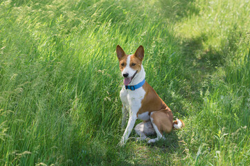 Happy basenji dog sitting  in wild spring herbs and smiling